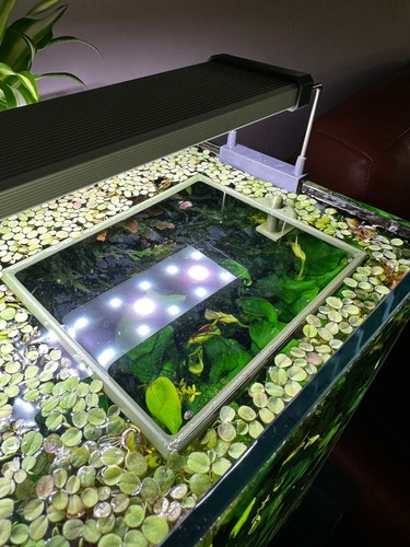 Anello per acquario